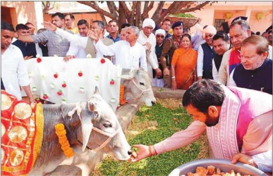 हरियाणा की 602 गौशालाओं को मिली बड़ी सौगात, CM सैनी ने की घोषणा
