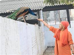 गोरखपुर : महाशिवरात्रि पर सीएम योगी ने मोर और गायों को रोटी-गुड़ खिलाया, बच्चों पर लुटाया प्यार