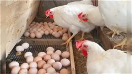 Indian Poultry Industry के लिए बुरी खबर, भारत समेत 40 देशों के चिकन-अंडों पर बैन