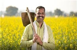 किसान खुश: हरियाणा सरकार ने तय किया गेहूं का नया MSP; देखें पुरानी दर से कितनी बड़ी राहत?