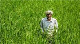 हरियाणा के मछली पालकों की बल्ले-बल्ले: सरकार देगी 60% तक अनुदान... जानें कैसे उठाएं लाभ