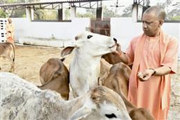 यूपी में गो-आश्रय स्थलों की निगरानी हुई हाईटेक, 5446 गो-आश्रय स्थलों में लगाए गए 7592 सीसीटीवी कैमरे