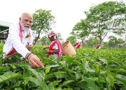 ‘मैं भी चाय वाला हूं’, जब छोटा था तो चाय बेचता था, आपकी मेहनत मेरे गांव तक पहुंची : असम में पीएम मोदी