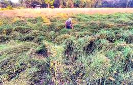 बेमौसम बारिश से रबी नुकसान, CropLife India ने जारी की ज़ैद एडवाइजरी