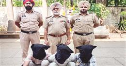 मोहाली में चोर गिरोह का पर्दाफाश; नाकाबंदी के दौरान पुलिस को मिली कामयाबी, तीन आरोपी अरेस्ट