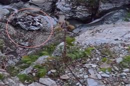 Chamba Accident: चंबा में भीषण हादसा, गहरी खाई में गिरी गाड़ी, 8 लोगों की मौत